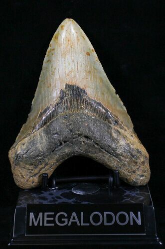 Megalodon Tooth - North Carolina #29234